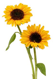 Supervision for Professional Practitioners. Library Image: Sunflowers